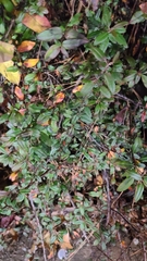 Pyracantha coccinea