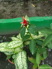 Costus woodsonii