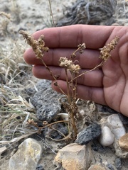 Phacelia corrugata