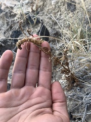 Phacelia corrugata