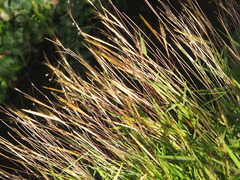 Pogonatherum crinitum