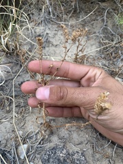 Phacelia corrugata