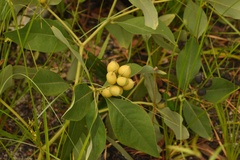 Baptisia lanceolata