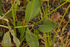 Baptisia lanceolata