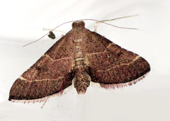 Persicoptera aglaopa