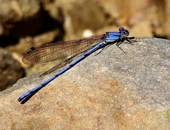 Argia medullaris