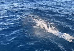 Phocoenoides dalli