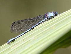 Argia medullaris