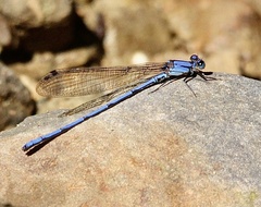Argia medullaris