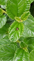Coccinella leonina