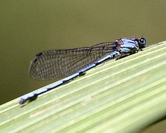 Argia medullaris