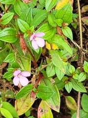 Arthrostemma ciliatum