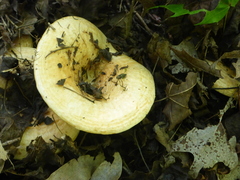 Lactarius zonarius riparius