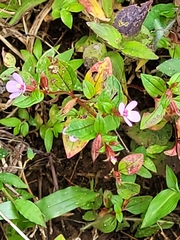 Arthrostemma ciliatum