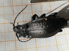 Carabus hortensis