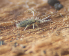 Entomobrya unostrigata