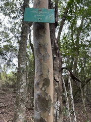 Ochna arborea
