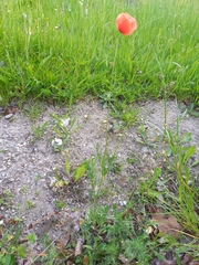Papaver rhoeas