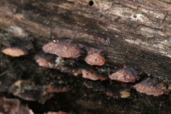 Fuscoporia gilva