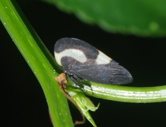 Membracis