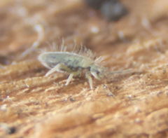 Entomobrya unostrigata