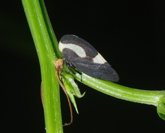 Membracis