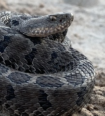 Crotalus ravus