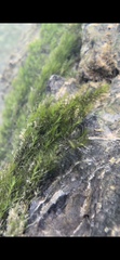 Fissidens fontanus