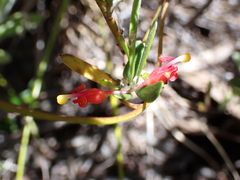Grevillea pauciflora