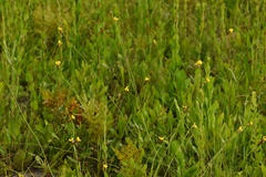 Xyris caroliniana