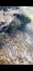 Fissidens fontanus