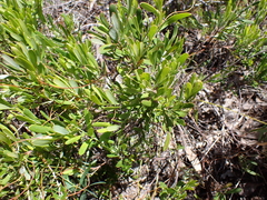 Grevillea pauciflora