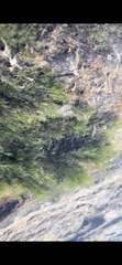Fissidens fontanus