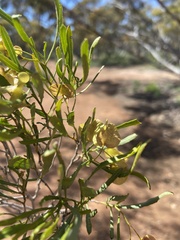 Dodonaea viscosa angustissima