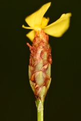 Xyris caroliniana