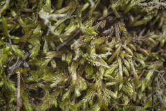 Brachythecium albicans