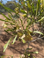 Dodonaea viscosa angustissima