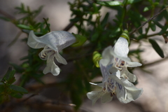 Prostanthera serpyllifolia