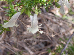 Prostanthera serpyllifolia