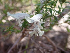 Prostanthera serpyllifolia