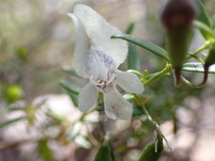 Prostanthera serpyllifolia