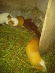 Cavia