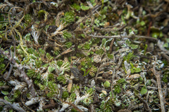 Selaginella cinerascens
