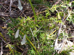 Prostanthera serpyllifolia