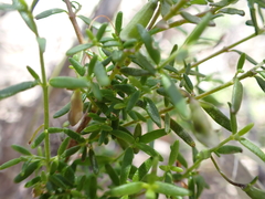 Prostanthera serpyllifolia