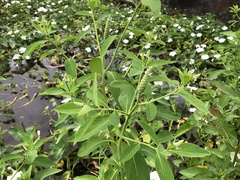 Sphenoclea zeylanica