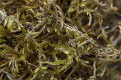 Brachythecium albicans