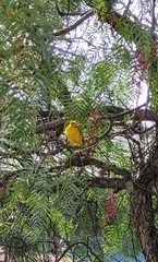Pheucticus chrysogaster