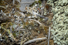 Selaginella cinerascens