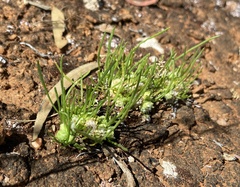 Isoetopsis graminifolia